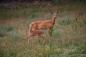 Mother And Daughter Deer Hunting Wallpaper