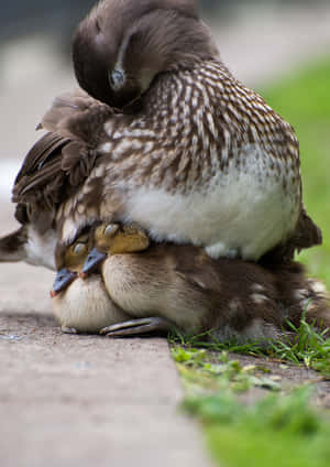 Mother Bird Picking Feathers Wallpaper