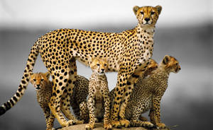 Mother Cheetah With Cubs Wallpaper