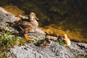 Mother Duck And Ducklings Wild Animals Wallpaper