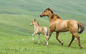 Mother Horse And Foal Back Trotting On Field Wallpaper