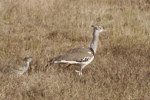 Mother Kori Bustard Bird Protectively Watches Over Her Young Wallpaper