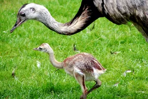 Motherly Love In The Wild - Greater Rhea Mother Bird Wallpaper