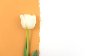 Mothers Day Tulip Wallpaper