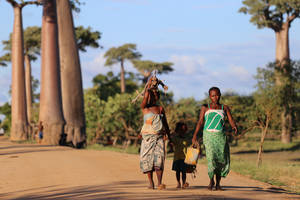 Mothers In Madagascar Wallpaper