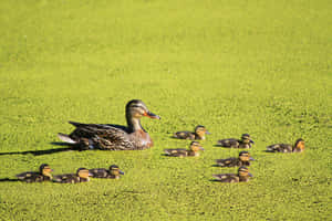 Mottled Duck Mother Bird On Duckweed Wallpaper