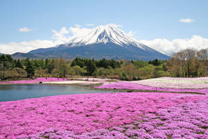 Mountain Fuchsia Moss Flox Flower Field Wallpaper