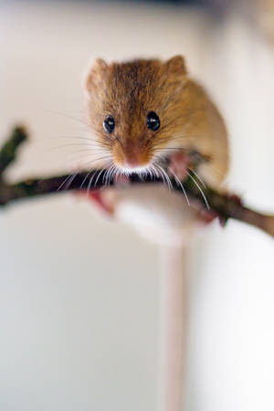 Mouse Balancing On A Stick Wallpaper