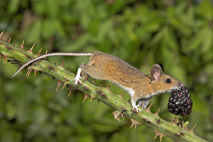 Mouse Carrying A Blackberry Wallpaper