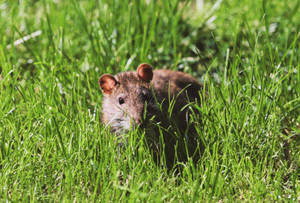 Mouse Crawling On Grass Wallpaper