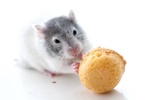 Mouse Eating Macaroon Wallpaper