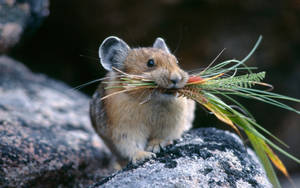 Mouse Feeding On Grass Wallpaper