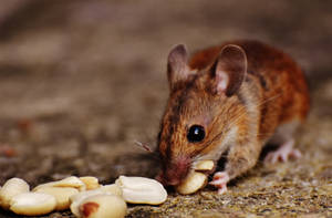 Mouse Feeding On Nuts Wallpaper