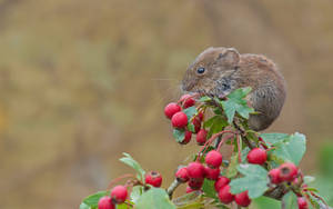Mouse Feeding On Red Berries Wallpaper