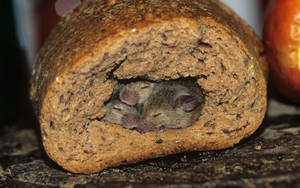 Mouse Inside A Bread Wallpaper