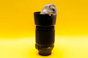 Mouse Inside A Camera Lens Wallpaper