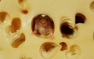 Mouse Inside A Cheese Wallpaper