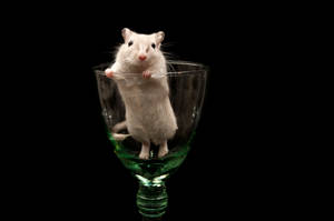 Mouse Inside A Glass Wallpaper