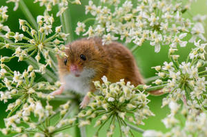 Mouse On A Flowery Plant Wallpaper