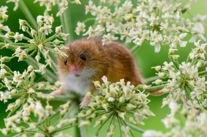 Mouse On A Flowery Plant Wallpaper