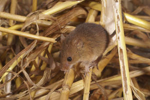 Mouse On A Haystack Wallpaper
