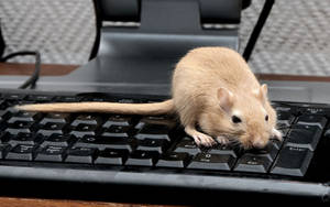 Mouse On A Keyboard Wallpaper