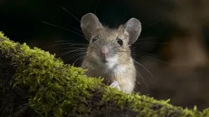 Mouse On A Mossy Tree Wallpaper