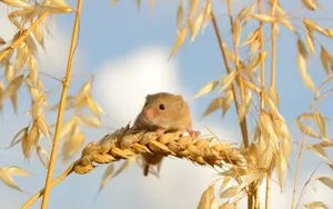 Mouse On A Panicle Wallpaper