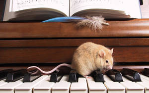Mouse On A Piano Wallpaper