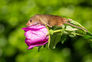 Mouse On A Pink Rose Wallpaper
