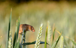Mouse On Rice Field Wallpaper