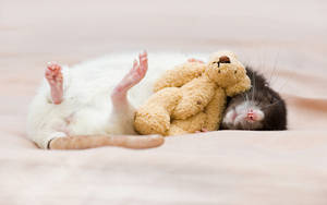 Mouse Sleeping With Teddy Bear Wallpaper