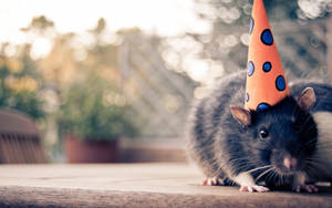 Mouse Wearing A Party Hat Wallpaper