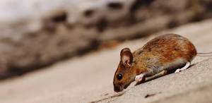 Mouse With Dark Brown Fur Wallpaper