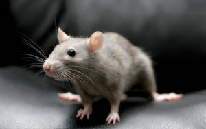 Mouse With Light Grey Fur Wallpaper
