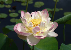 Mrs. Perry D. Slocum Lotus Flower Wallpaper