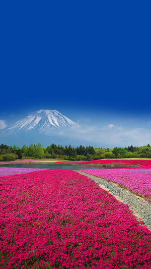 Mt. Fuji Flowers Samsung Galaxy S4 Wallpaper