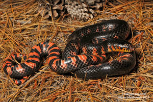 Mud Snake Docile Snake Species Wallpaper