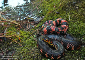 Mud Snake On Mossy Ground Wallpaper