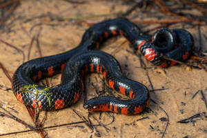 Mud Snake Smooth And Shiny Scales Wallpaper