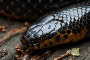 Mud Snake With Glowing Red Eyes Wallpaper