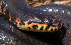 Mud Snake With Pitch-black Eyes Wallpaper