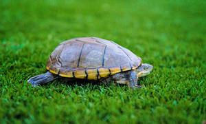 Mud Turtle Adventure In Nature Wallpaper