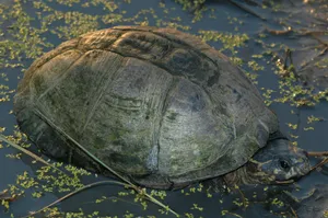 Mud Turtle's Gray Mossy Shell Wallpaper