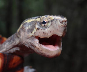 Mud Turtle With Sharp Beaks Wallpaper