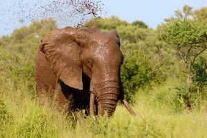 Muddy Elephant Wallpaper