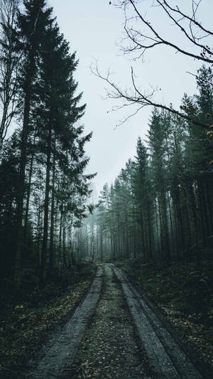 Muddy Pathways Of Dusky Forest Iphone Wallpaper