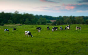 Multi-colored Cute Cows On A Grass Field Wallpaper