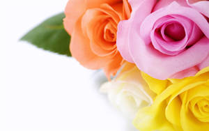 Multicolored Beautiful Rose Hd Wallpaper