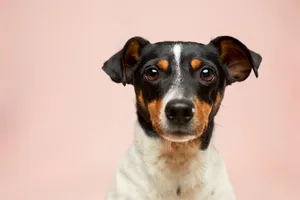 Multicolored Dog Wallpaper